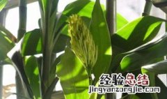 转运竹变黄怎么处理 转运竹变黄原因及解决方法介绍