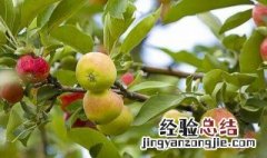 苹果树一年的管理方法 苹果树怎么管理 全年