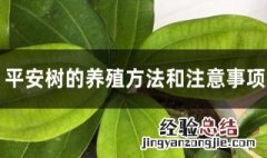 盆栽平安树的养殖方法和注意事项有哪些 盆栽平安树怎么养殖