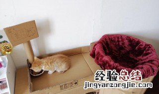 自制长纸箱猫窝教程简单 自制长纸箱猫窝教程