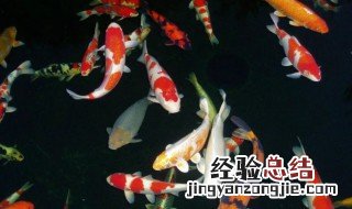 红色锦鲤寓意象征 锦鲤寓意象征