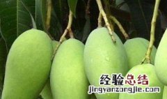 青芒果怎么存放能熟 青芒果怎么存放