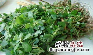 新鲜马齿菜怎么存放 马齿菜怎样保鲜