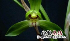 兰花怎么处理可以泡茶 兰花茶有什么特点