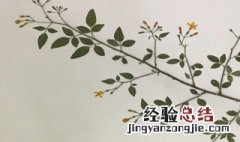 怎样做的植物标本不会掉色 植物标本不会掉色的做法