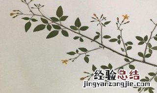 怎样做的植物标本不会掉色 植物标本不会掉色的做法