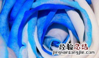 鲜花染色剂是怎么做的 鲜花染色剂如何使用