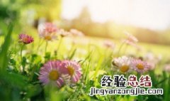 最新牛年立春优美语录 最新牛年立春优美语录大全