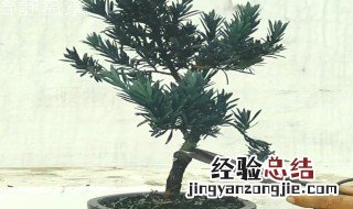 罗汉松 根系 罗汉松分支移根方法