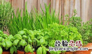 盆栽香葱种植方法和时间 盆栽香葱种植方法和时间视频