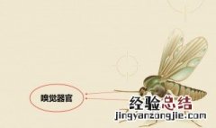 老是招蚊子的人健康吗 女生特别招蚊子咬是什么原因