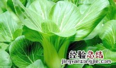 夏天能种什么菜 夏天能种什么菜?