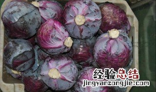 家庭种植紫包菜方法 紫包菜种植技术