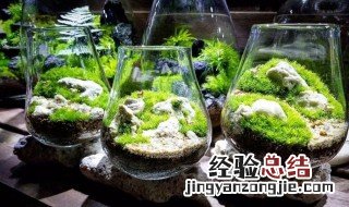 苔藓的养殖方法和注意事项苔藓 苔藓的养殖方法和注意事项