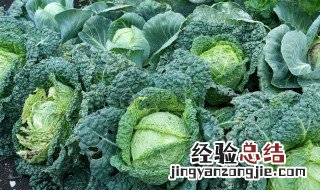 包菜施肥方法 包菜要怎么施肥