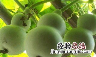 葫芦籽放了8年还能种吗视频 葫芦籽放了8年还能种吗