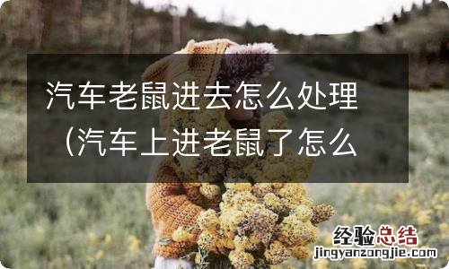 汽车上进老鼠了怎么办 汽车老鼠进去怎么处理