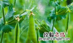 豌豆养殖方法 应该如何施肥