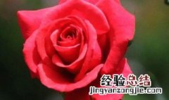 月季花有什么颜色的作文 月季花有什么颜色的