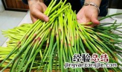 蒜苔怎么抽不容易断 蒜苔怎么抽不断