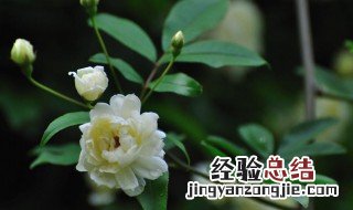 木香花为什么不能种 木香花为什么不能种在家里面