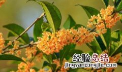 家里为什么不能种四季桂花 四季桂花能在室内养吗