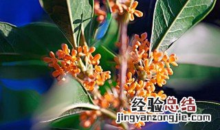 桂花树有哪几种品种名称 桂花树有哪几种品种