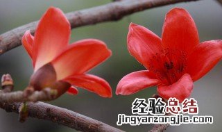 木棉花是什么花序 木棉花是什么花