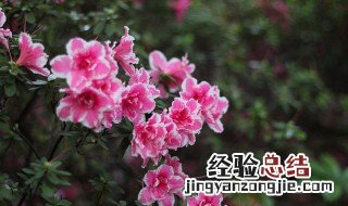 马鹿塘杜鹃花几月份开 马鹿塘杜鹃花开了吗