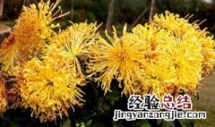 关于菊花的品种和名称有哪些图片 关于菊花的品种和名称有哪些