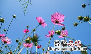 波斯菊种子不催芽几天能发芽 波斯菊种子不催芽几天能发芽了