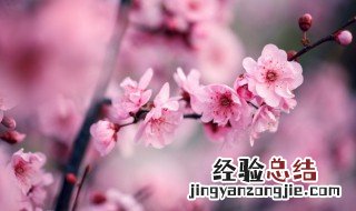 蜡梅花和腊梅花的区别 蜡梅和梅花是一样的吗