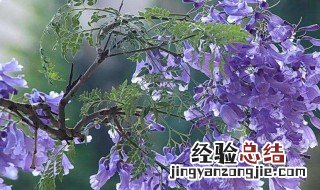 蓝花楹怎么种植长得快 蓝花楹种植技术