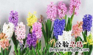 怎么让风信子开花多一点 怎么让风信子开花