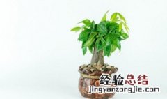 藤蔓类植物包括哪些 藤蔓类植物图片