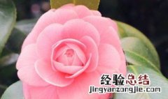 山茶花的习性 山茶花简介