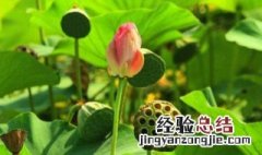 藕是莲的根还是茎蚂蚁庄园答题 藕是莲的根还是茎