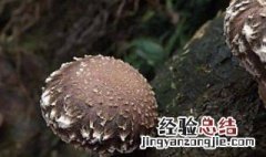 湿香菇可以放冰箱多久 湿香菇可以放冰箱多久啊