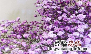 满天星种子种植方法 满天星种子种植方法和时间