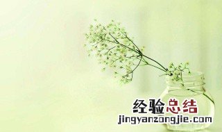 满天星怎么种 满天星怎么种植种子