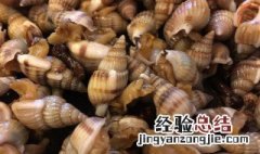 织纹螺和海瓜子区别 织纹螺和海瓜子区别图片