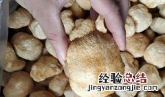 干猴头菇可以直接泡水喝吗 干猴头菇可以泡茶喝吗