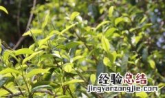 茶树木材的硬度 茶树木材的硬度与铁木相比