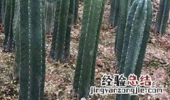 仙人柱怎么养变粗 仙人柱如何养粗