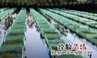 黄鳝养殖方法 黄鳝养殖方法是什么