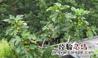 无花果春天怎样剪枝条 无花果春天怎样剪枝