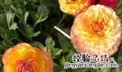 芹叶牡丹叶子发黄怎么回事儿 芹叶牡丹叶子发黄怎么回事