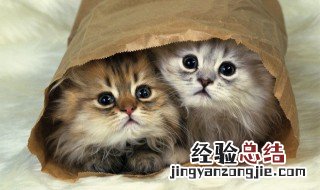 营养膏和化毛膏一样吗 营养膏和化毛膏的区别