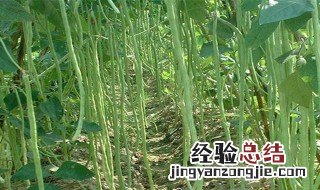 豇豆的种植时间和种植方法图片 豇豆的种植时间和种植方法