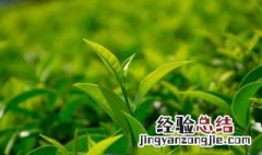 茶叶烘干最佳方法 茶叶烘干最佳方法是